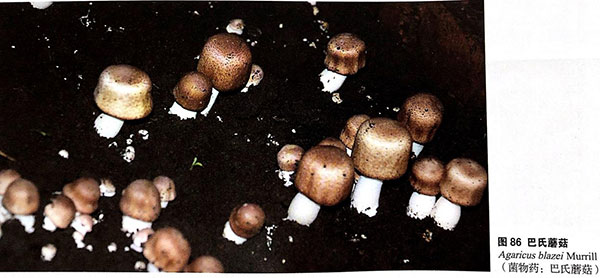 菌物营养干预菌物疗法:带癌生存不是梦