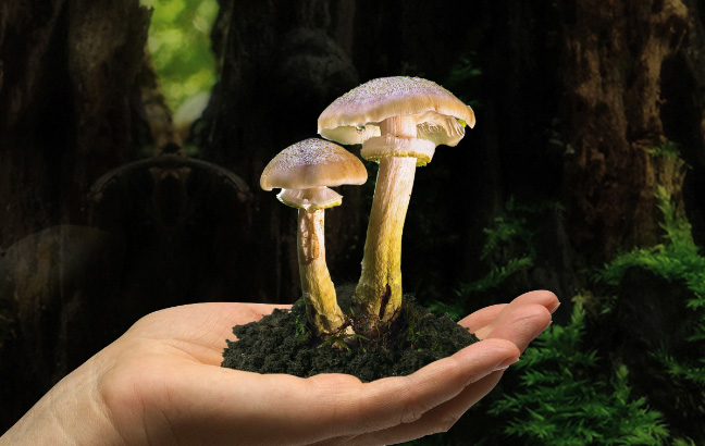 菌物营养干预菌物疗法：让病人的生活更美好