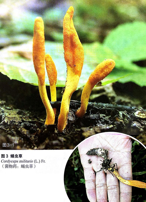 虫草素可通过MAPK通路增强顺铂诱导凋亡作用