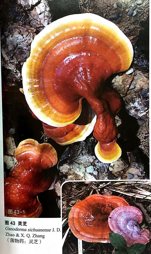 灵芝提取物体内外试验显示其抑制多种高转移肿瘤